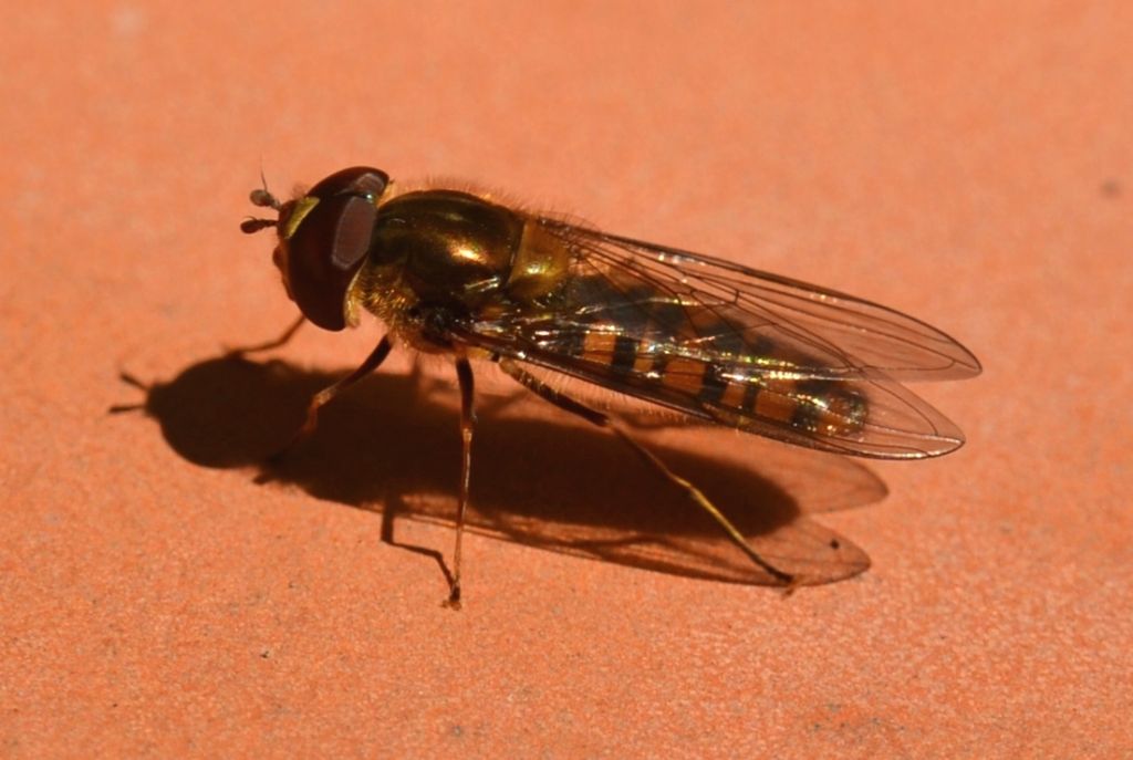 Episyrphus balteatus ?